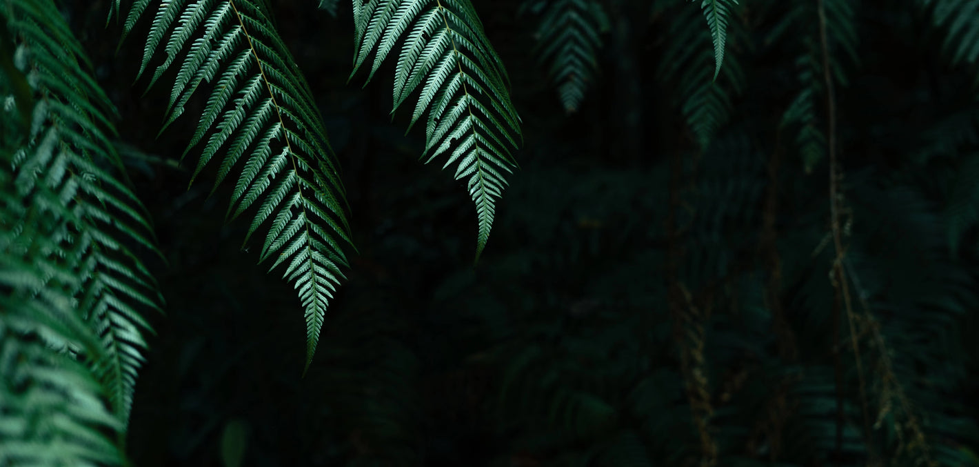 ariel view looking down on forest