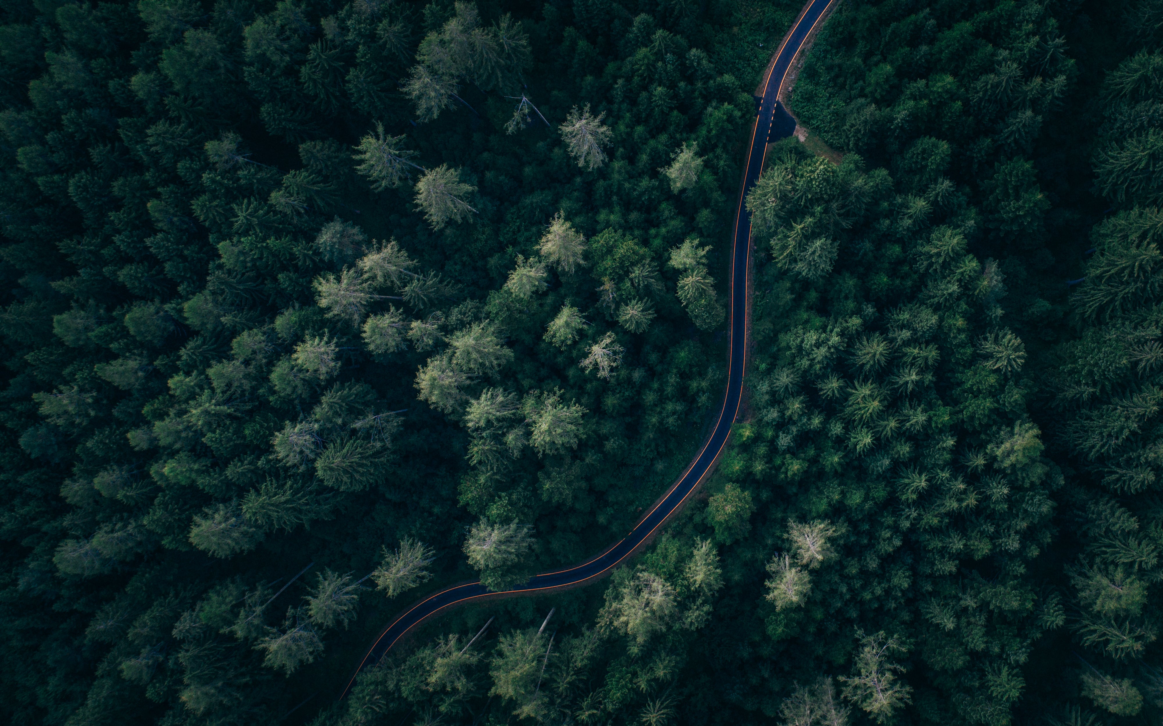 ariel view looking down on forest