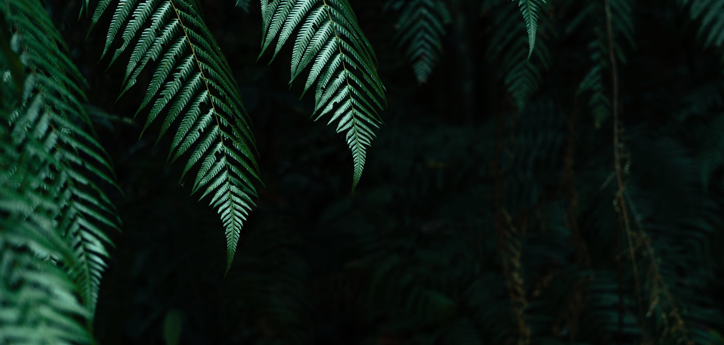 ariel view looking on down on a dense forest