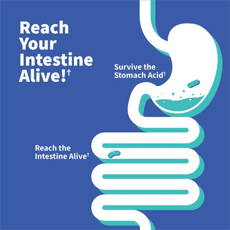 GoL Dr Probiotic Gas & Bloating 50Bill 30ct-[HealthWay]