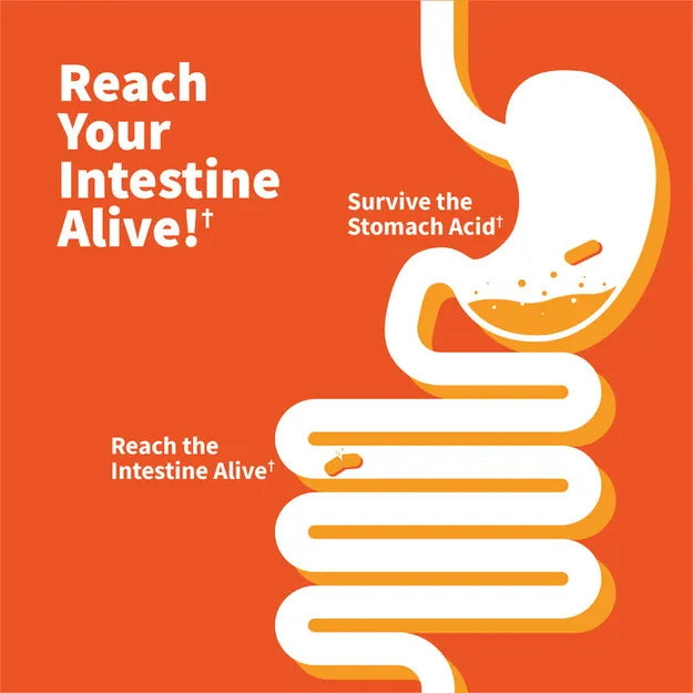 GoL Dr Probiotic 30B 30ct-[HealthWay]