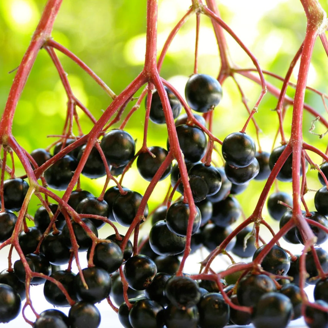 Herb Pharm Immune Season 1oz-[HealthWay]