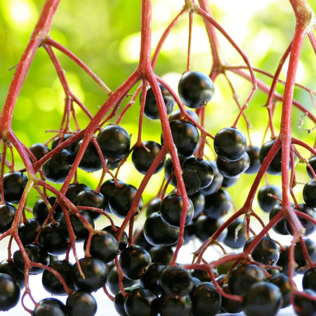 Herb Pharm Immune Season 1oz-[HealthWay]