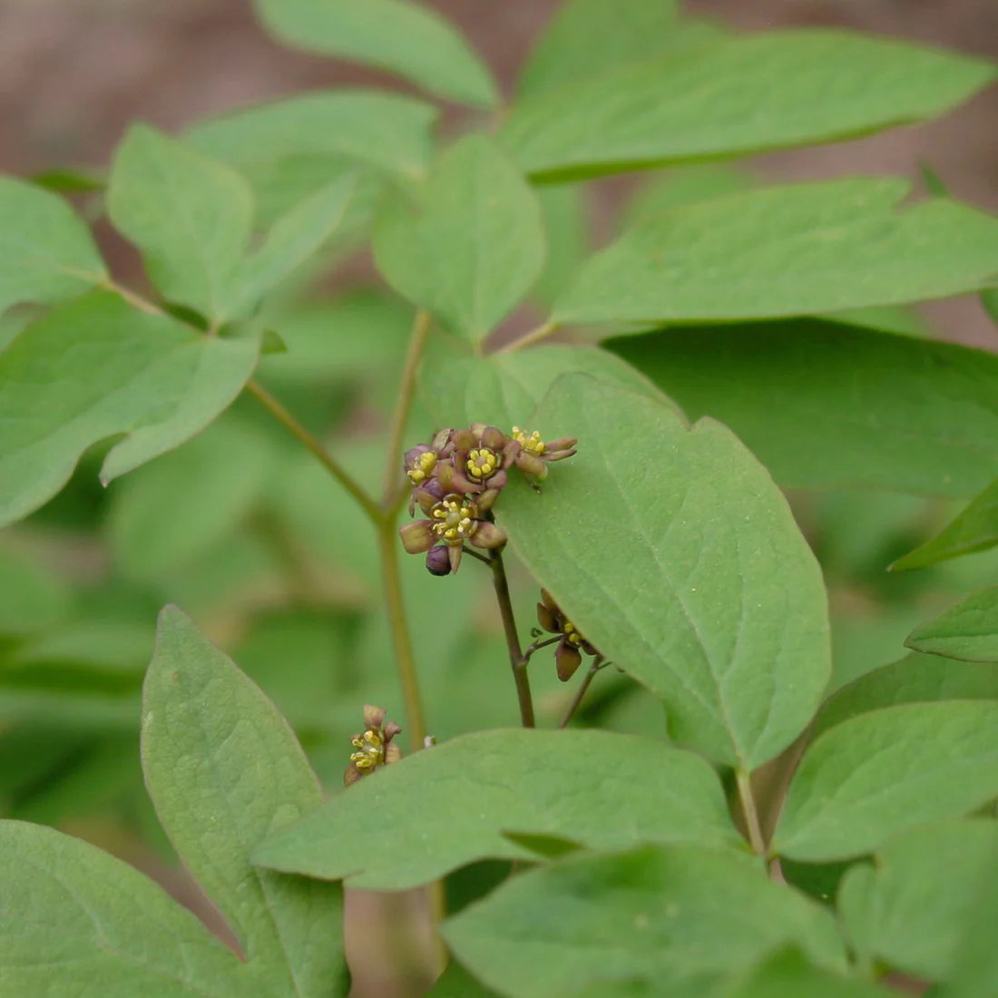 Herb Pharm Blue Cohosh 1oz-[HealthWay]