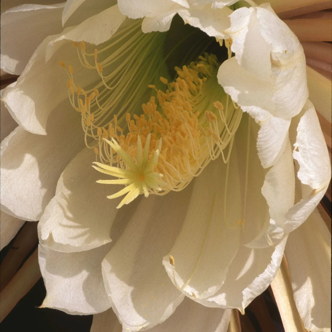 Herb Pharm Thyroid Calming 1oz-[HealthWay]