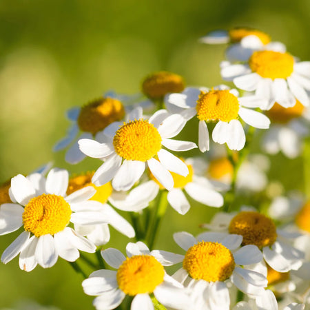 Herb Pharm Chamomile 1oz-[HealthWay]