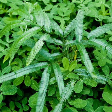 Herb Pharm Chanca Piedra 4oz-[HealthWay]