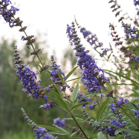 Herb Pharm Chaste Tree 1oz-[HealthWay]