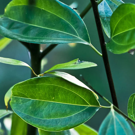 Herb Pharm Cinnamon 1oz-[HealthWay]