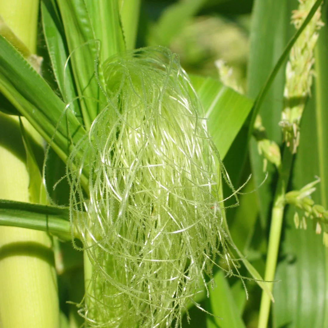 Herb Pharm Calm Bladder 1oz-[HealthWay]