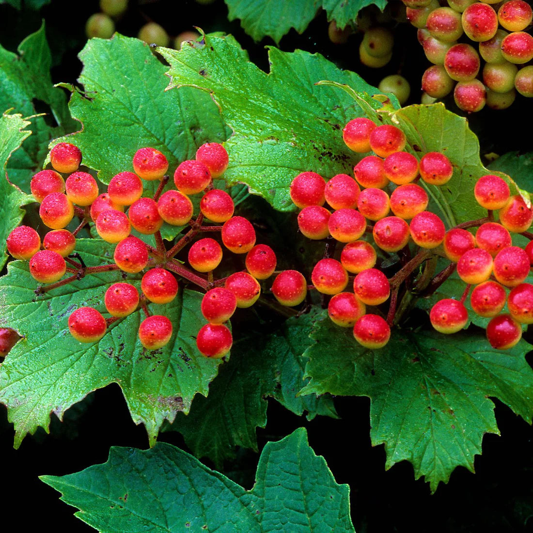 Herb Pharm Cramp Care 1oz-[HealthWay]