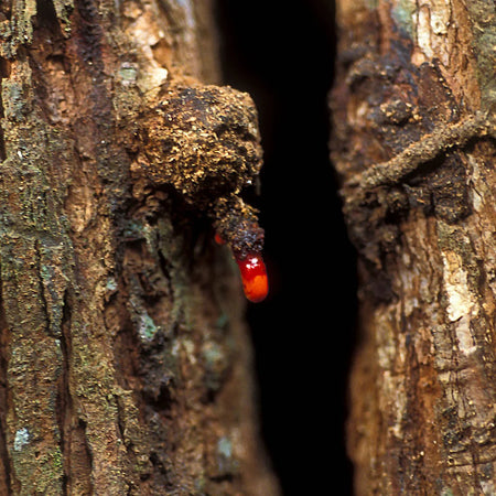 Herb Pharm Dragons Blood 1oz-[HealthWay]