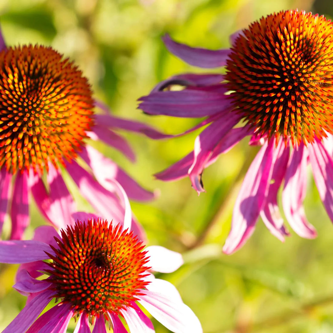 Herb Pharm Golden Echinacea 1oz-[HealthWay]