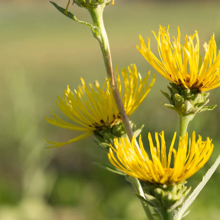 Herb Pharm Elecampane 1oz-[HealthWay]