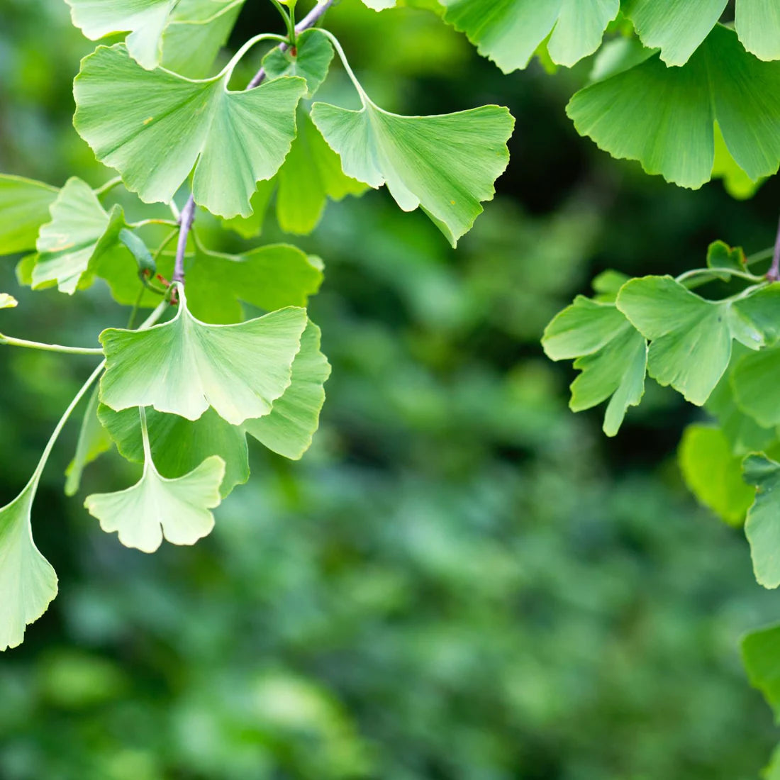 Herb Pharm Brain&Memory Tonic 1oz-[HealthWay]