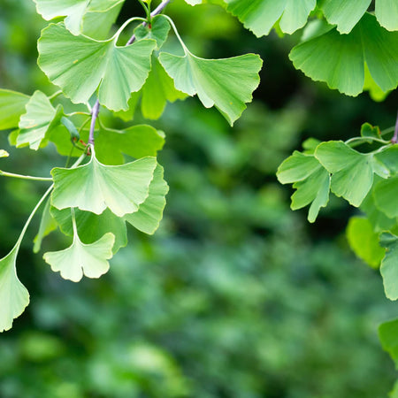 Herb Pharm Brain&Memory Tonic 1oz-[HealthWay]