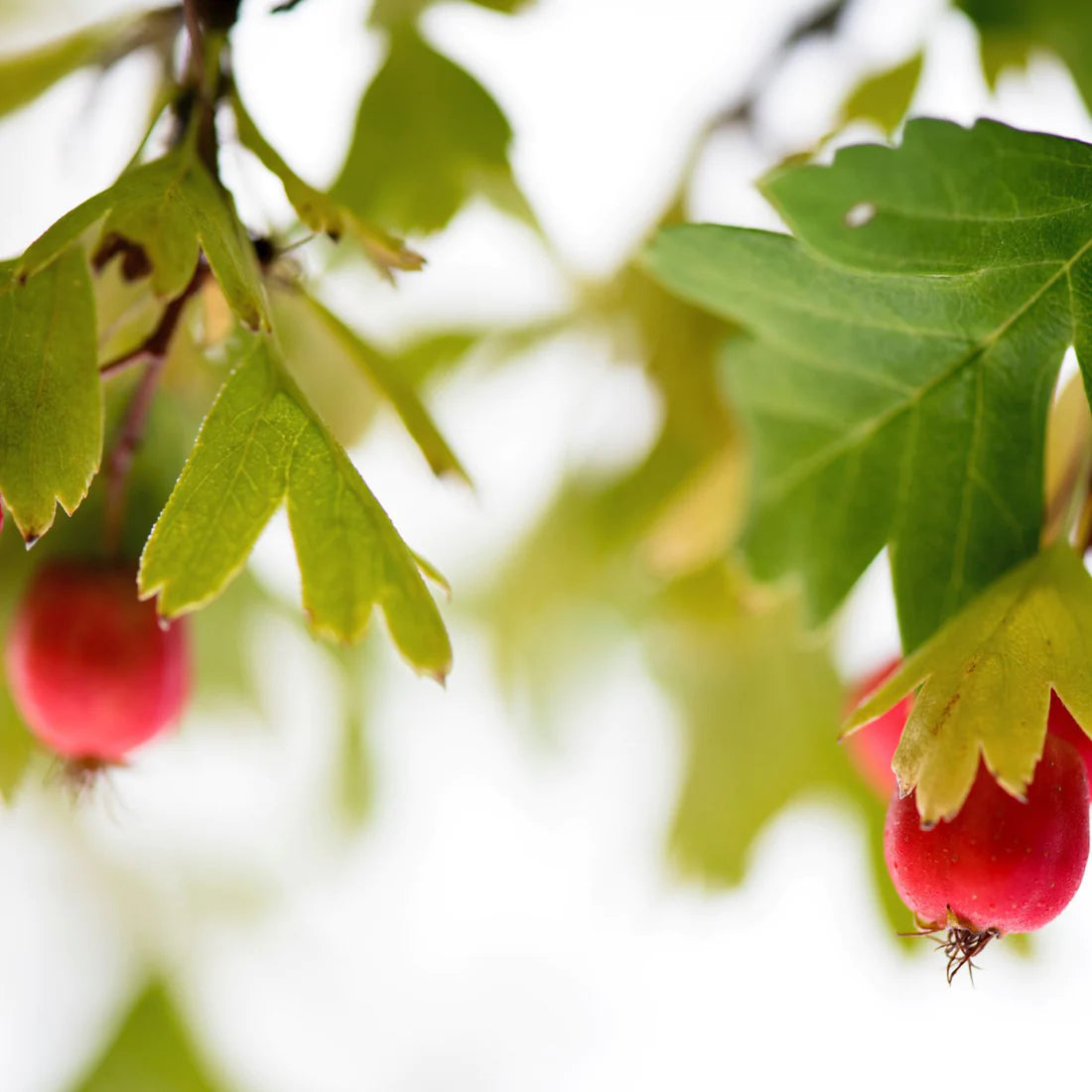 Herb Pharm Blood Pressure 1oz-[HealthWay]