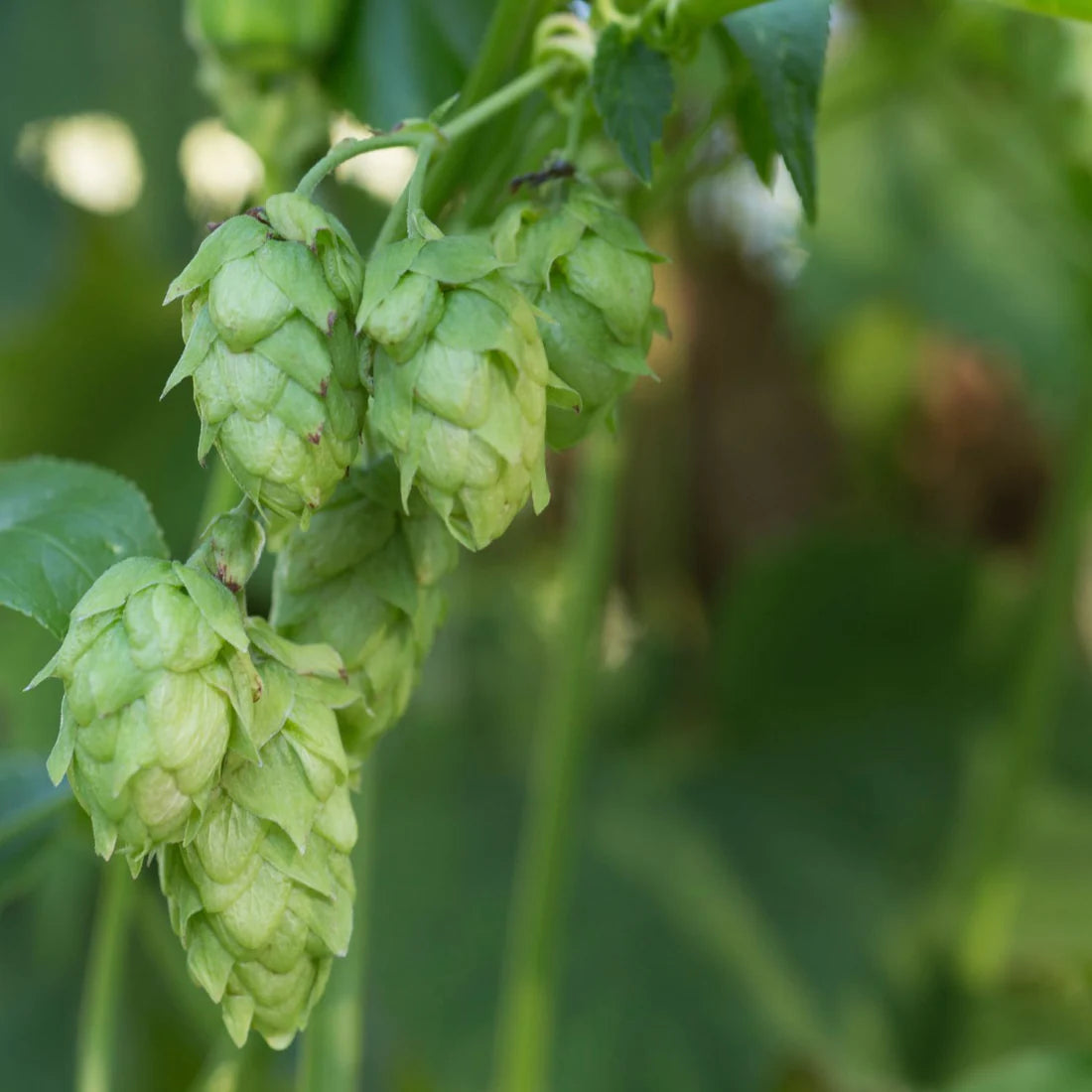 Herb Pharm Relaxing Sleep Tonic 1oz-[HealthWay]