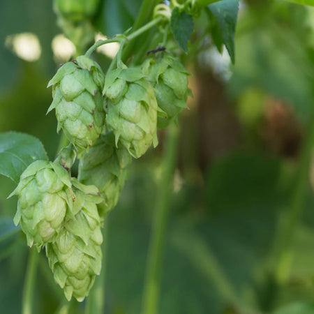 Herb Pharm Relaxing Sleep Tonic 1oz-[HealthWay]