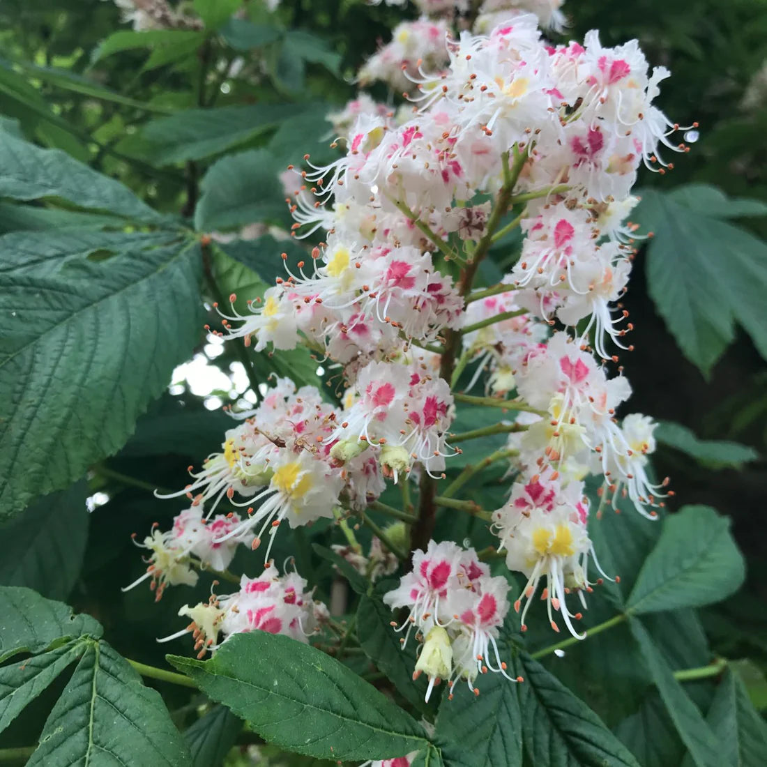 Herb Pharm Horse Chestnut 1oz-[HealthWay]