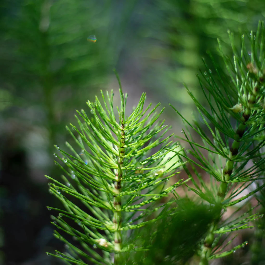 Herb Pharm Horsetail 1oz-[HealthWay]