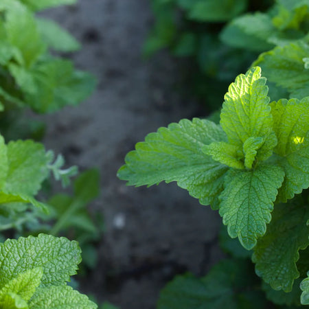 Herb Pharm Kids Lemon Balm Calm 1z-[HealthWay]