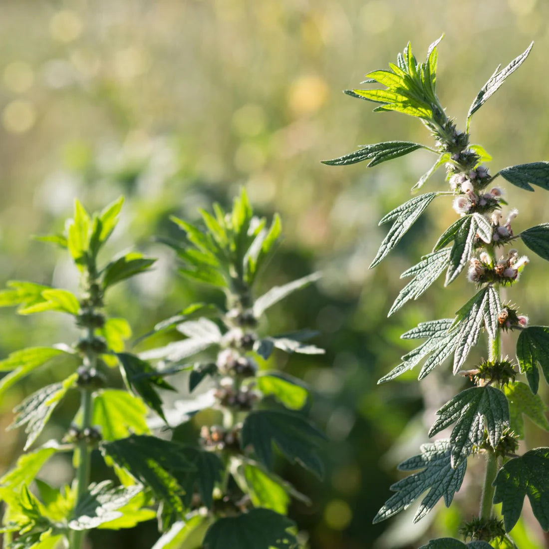 Herb Pharm Motherwort 1oz-[HealthWay]