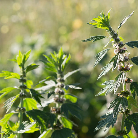 Herb Pharm Motherwort 1oz-[HealthWay]