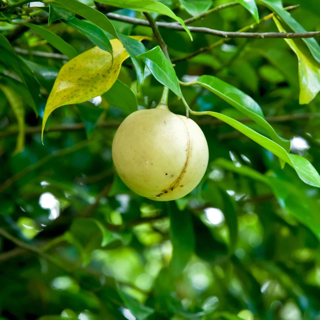 Herb Pharm Smokers Replacement 1oz-[HealthWay]