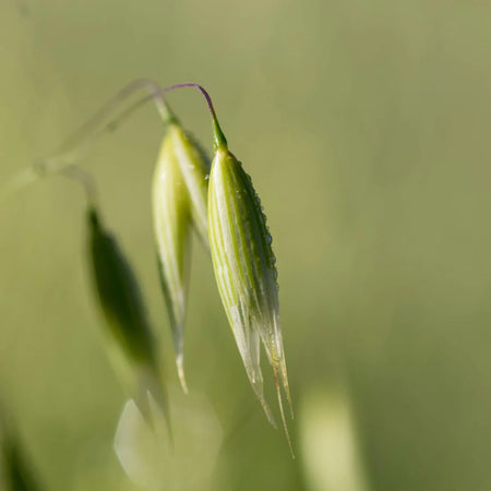 Herb Pharm Oat Seed 1oz-[HealthWay]