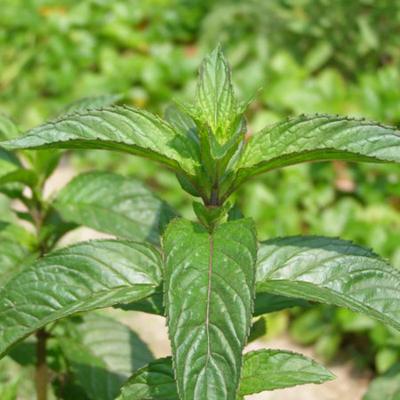 Herb Pharm Not Now Nausea 1oz-[HealthWay]