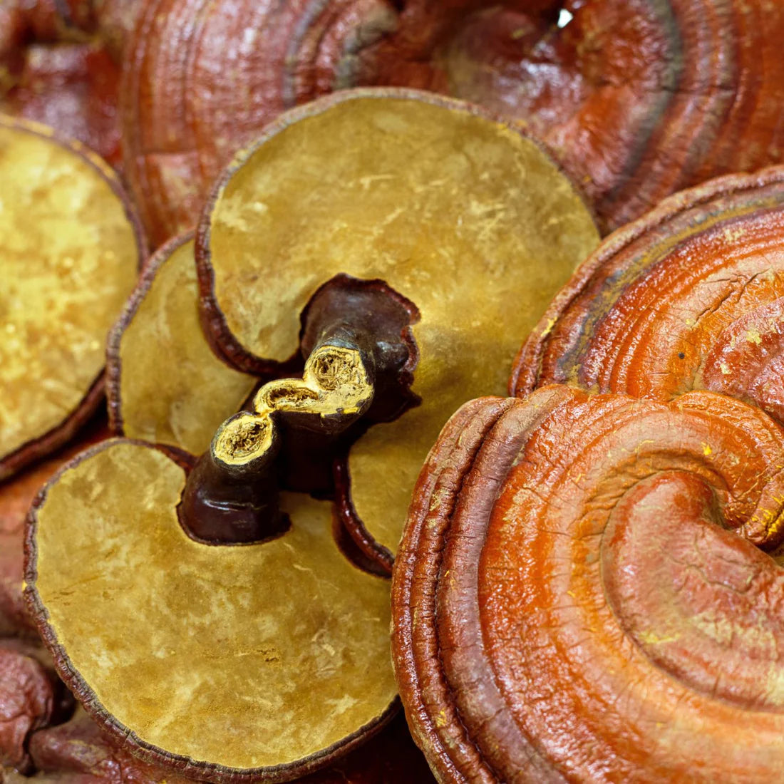 Herb Pharm Reishi 1oz-[HealthWay]