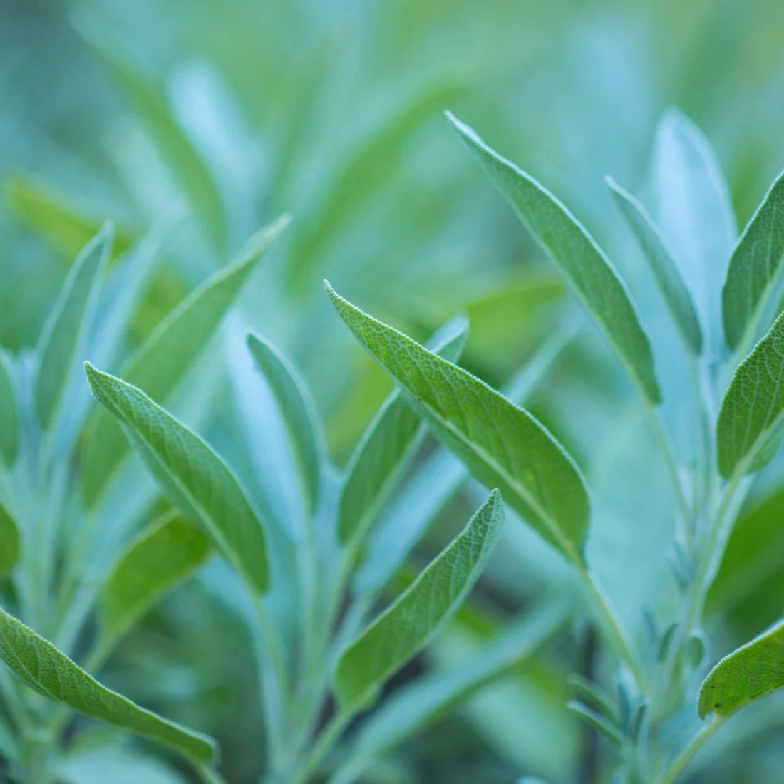 Herb Pharm Sage 1oz-[HealthWay]