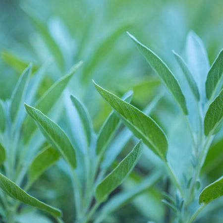 Herb Pharm Sage 1oz-[HealthWay]