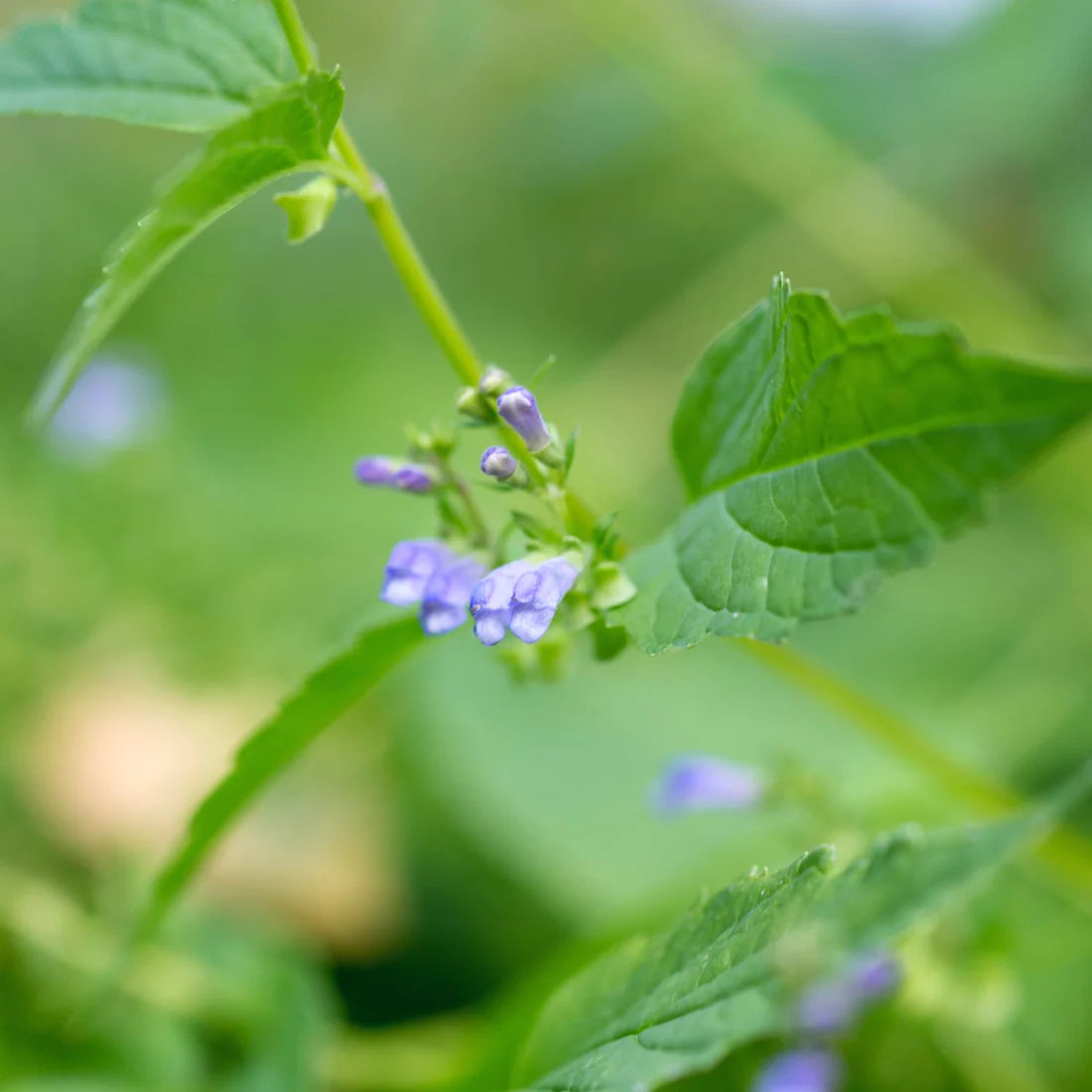 Herb Pharm PMS Comfort 1oz-[HealthWay]