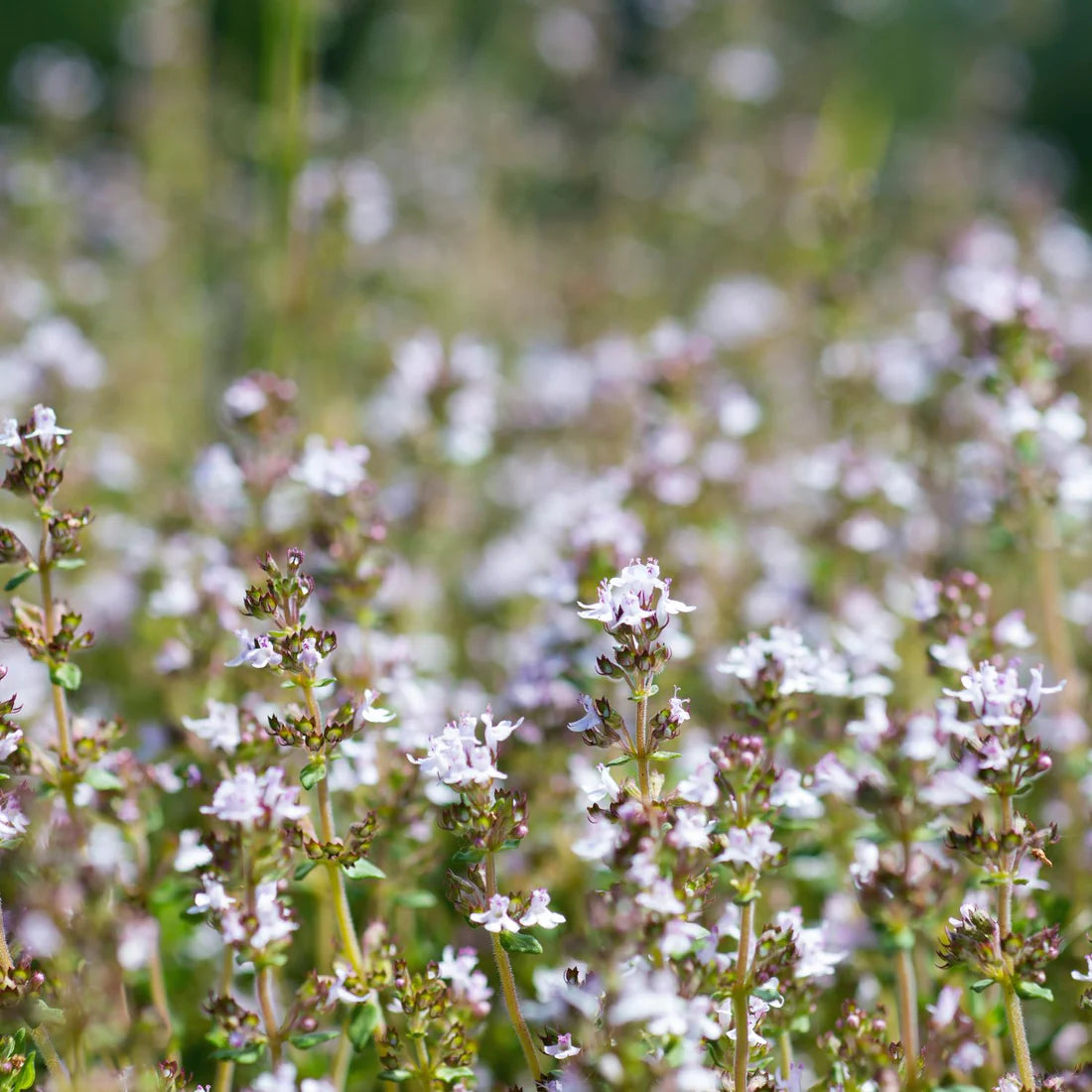 Herb Pharm Thyme 1oz-[HealthWay]