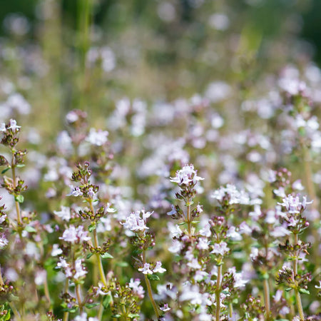 Herb Pharm Thyme 1oz-[HealthWay]