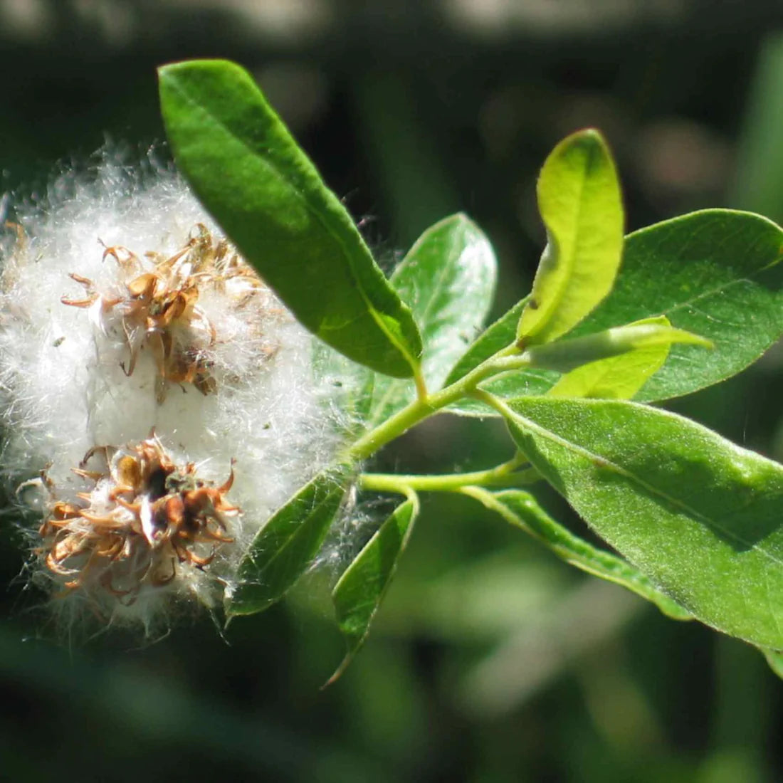 Herb Pharm Willow Bark 1oz-[HealthWay]