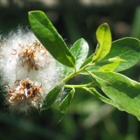 Herb Pharm Willow Bark 1oz-[HealthWay]