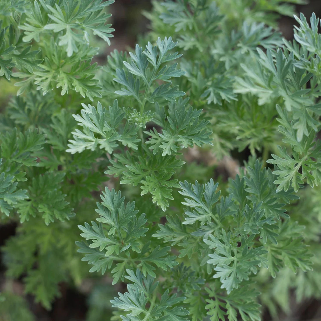 Herb Pharm Wormwood 1oz-[HealthWay]