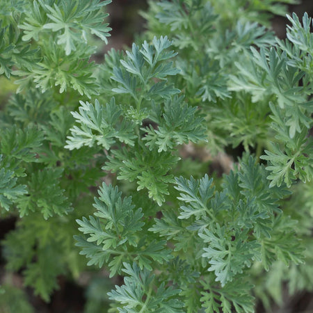 Herb Pharm Wormwood 1oz-[HealthWay]