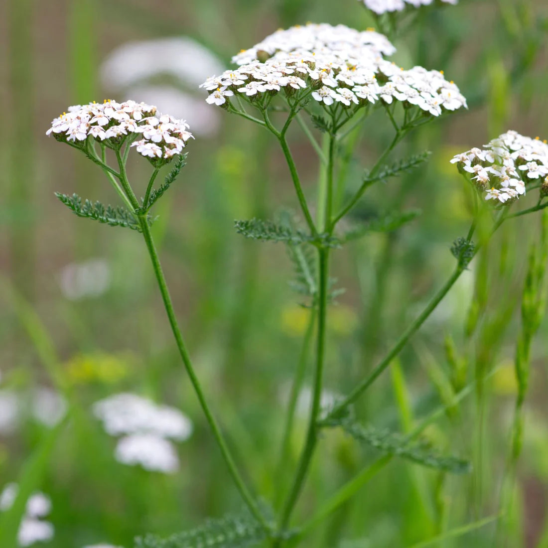 Herb Pharm Yarrow 1oz-[HealthWay]