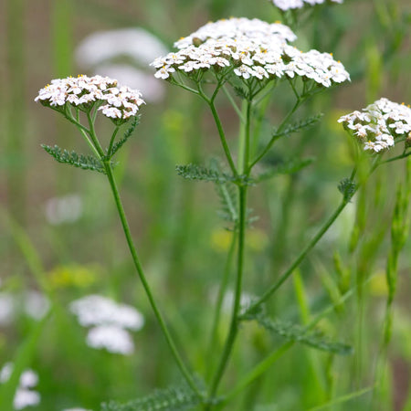 Herb Pharm Yarrow 1oz-[HealthWay]